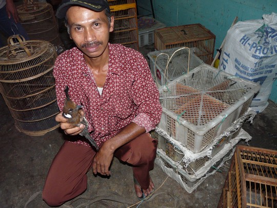 A bird catcher with a cililin worth Rp.275,000: the equivalent of almost ten days of hard labour in the village / Anton Lucas Catching songbirds in a national park