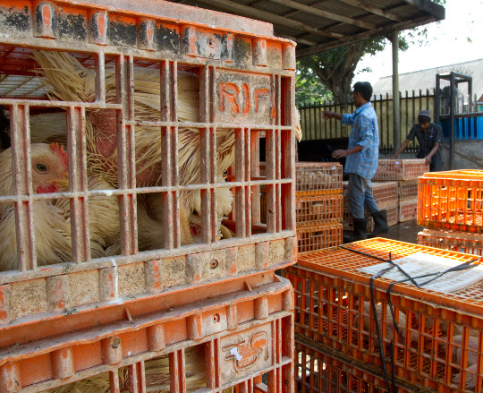 Caged birds ready to be transported in Lampung, Scott Naysmith Disease control in democratic Indonesia